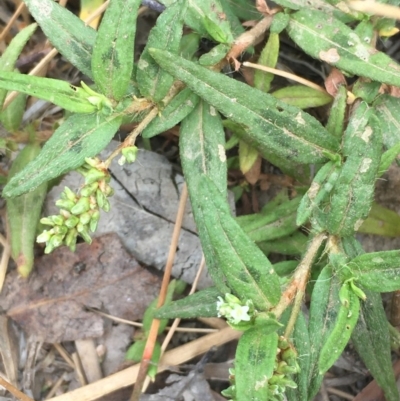 Persicaria prostrata (Creeping Knotweed) at Dunlop, ACT - 12 Jan 2020 by JaneR