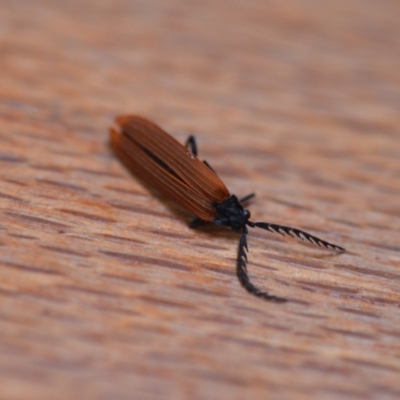 Porrostoma sp. (genus) (Lycid, Net-winged beetle) at QPRC LGA - 23 Nov 2019 by natureguy