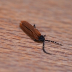 Porrostoma sp. (genus) (Lycid, Net-winged beetle) at Wamboin, NSW - 23 Nov 2019 by natureguy