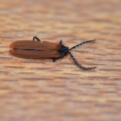 Porrostoma sp. (genus) at Wamboin, NSW - 23 Nov 2019