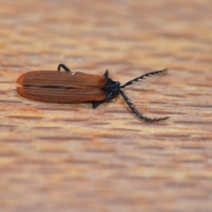 Porrostoma sp. (genus) at Wamboin, NSW - 23 Nov 2019 12:47 PM