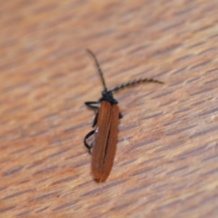 Porrostoma sp. (genus) at Wamboin, NSW - 23 Nov 2019 12:47 PM