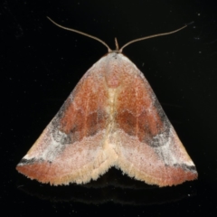 Mataeomera coccophaga (Brown Scale-moth) at Ainslie, ACT - 10 Jan 2020 by jb2602