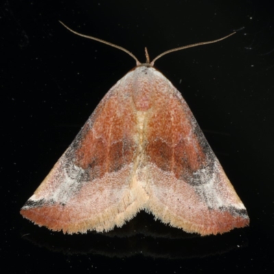 Mataeomera coccophaga (Brown Scale-moth) at Ainslie, ACT - 10 Jan 2020 by jb2602