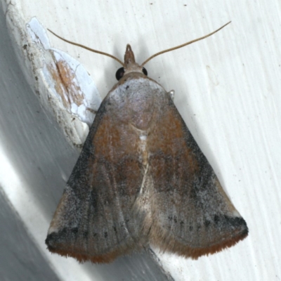 Mataeomera coccophaga (Brown Scale-moth) at Ainslie, ACT - 10 Jan 2020 by jb2602