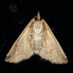 Mataeomera dubia at Ainslie, ACT - 10 Jan 2020