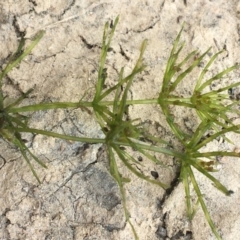 Chara sp. (genus) (A charophyte green algae) at Dunlop, ACT - 12 Jan 2020 by JaneR
