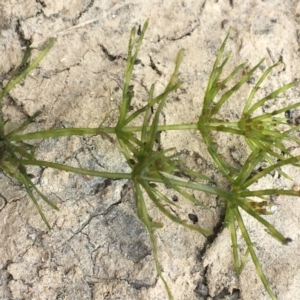 Chara sp. (genus) at Dunlop, ACT - 12 Jan 2020