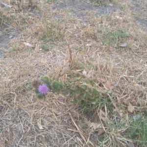 Cirsium vulgare at Barton, ACT - 12 Jan 2020 01:01 PM