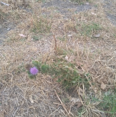 Cirsium vulgare (Spear Thistle) at Barton, ACT - 12 Jan 2020 by bookworm422