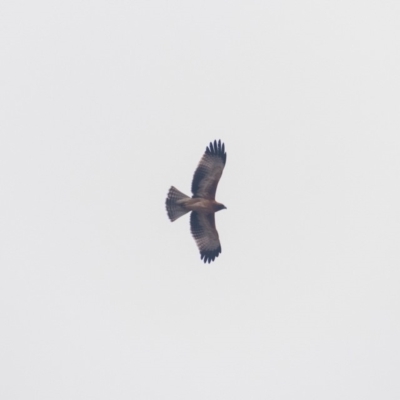 Hieraaetus morphnoides (Little Eagle) by b