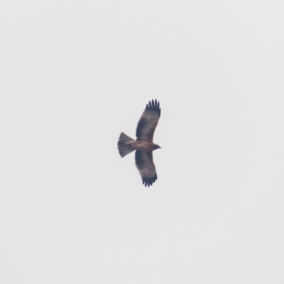 Hieraaetus morphnoides (Little Eagle) at Wollogorang, NSW - 12 Jan 2020 by b