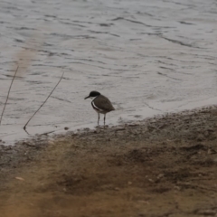 Erythrogonys cinctus (Red-kneed Dotterel) at Dunlop, ACT - 12 Jan 2020 by Tammy