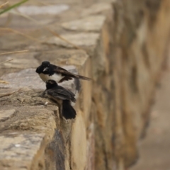 Rhipidura leucophrys (Willie Wagtail) at West Belconnen Pond - 12 Jan 2020 by Tammy