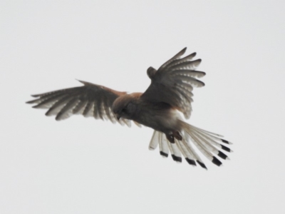 Falco cenchroides (Nankeen Kestrel) at Bowral, NSW - 12 Jan 2020 by GlossyGal