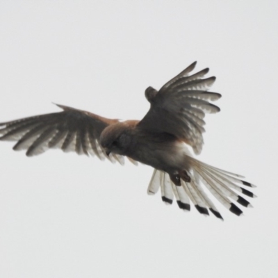 Falco cenchroides (Nankeen Kestrel) at Wingecarribee Local Government Area - 12 Jan 2020 by GlossyGal