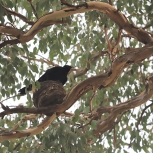 Corcorax melanorhamphos at Cook, ACT - 11 Jan 2020