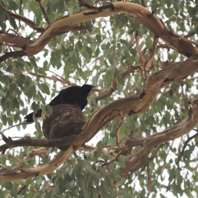 Corcorax melanorhamphos (White-winged Chough) at Cook, ACT - 11 Jan 2020 by Tammy