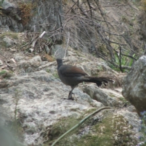 Menura novaehollandiae at Bumbalong, NSW - 12 Jan 2020