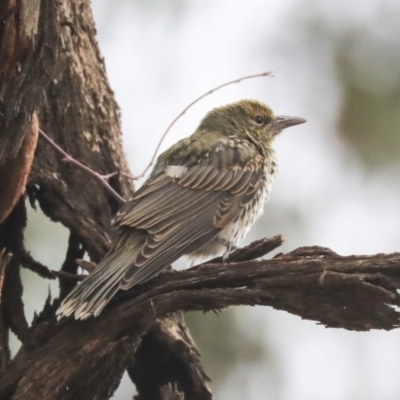 Oriolus sagittatus (Olive-backed Oriole) at Higgins, ACT - 12 Jan 2020 by AlisonMilton