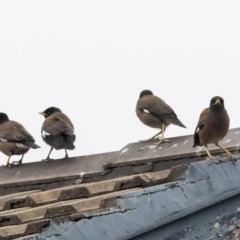 Acridotheres tristis (Common Myna) at Higgins, ACT - 12 Jan 2020 by AlisonMilton