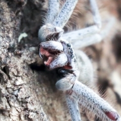 Isopeda (genus) (Huntsman Spider) at Higgins, ACT - 12 Jan 2020 by AlisonMilton