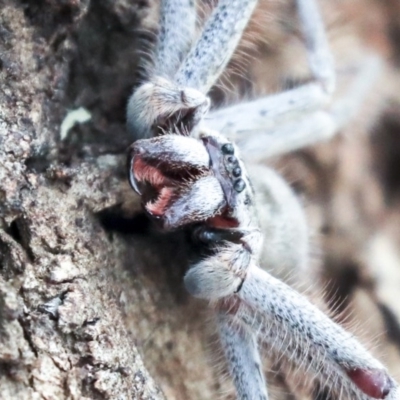 Isopeda sp. (genus) (Huntsman Spider) at Higgins, ACT - 11 Jan 2020 by AlisonMilton