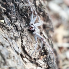 Isopeda sp. (genus) at Higgins, ACT - 12 Jan 2020