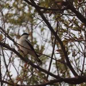 Lalage tricolor at Kingston, ACT - 12 Jan 2020 05:56 PM