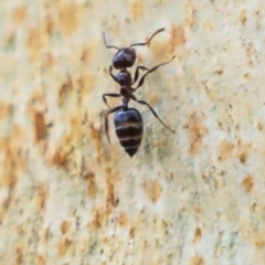 Crematogaster sp. (genus) (Acrobat ant, Cocktail ant) at Higgins, ACT - 11 Jan 2020 by AlisonMilton