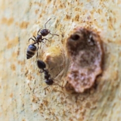 Crematogaster sp. (genus) at Higgins, ACT - 12 Jan 2020