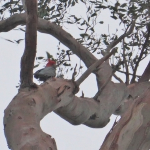 Callocephalon fimbriatum at Garran, ACT - 11 Jan 2020