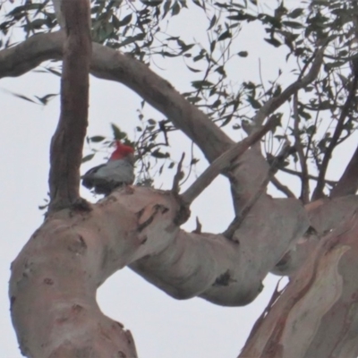 Callocephalon fimbriatum (Gang-gang Cockatoo) at GG78 - 11 Jan 2020 by JackyF