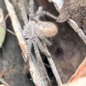 Sparassidae (family) at Higgins, ACT - 12 Jan 2020 07:45 AM