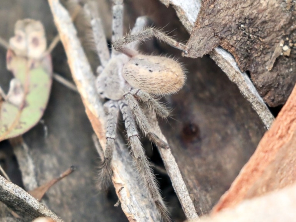 Sparassidae sp. (family) at Higgins, ACT - 12 Jan 2020