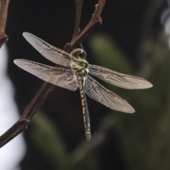 Hemicordulia tau (Tau Emerald) at Hawker, ACT - 9 Jan 2020 by AlisonMilton