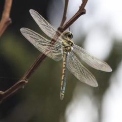 Hemicordulia tau at Hawker, ACT - 9 Jan 2020 12:59 PM