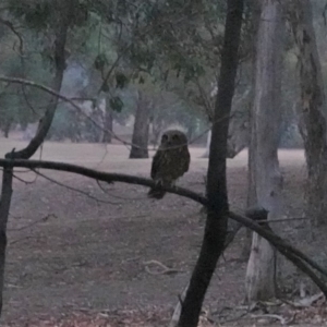 Ninox boobook at Garran, ACT - 11 Jan 2020 08:44 PM