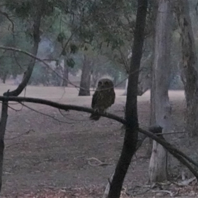 Ninox boobook (Southern Boobook) at GG78 - 11 Jan 2020 by JackyF