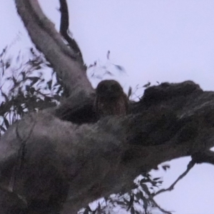 Ninox boobook at Garran, ACT - 11 Jan 2020