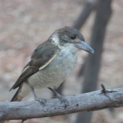 Cracticus torquatus (Grey Butcherbird) at Federal Golf Course - 11 Jan 2020 by JackyF