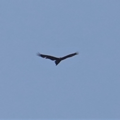 Aquila audax (Wedge-tailed Eagle) at Red Hill to Yarralumla Creek - 9 Jan 2020 by JackyF