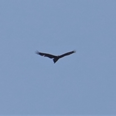 Aquila audax (Wedge-tailed Eagle) at Deakin, ACT - 9 Jan 2020 by JackyF