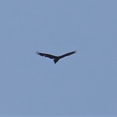 Aquila audax (Wedge-tailed Eagle) at Red Hill to Yarralumla Creek - 9 Jan 2020 by JackyF