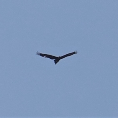 Aquila audax (Wedge-tailed Eagle) at Deakin, ACT - 9 Jan 2020 by JackyF