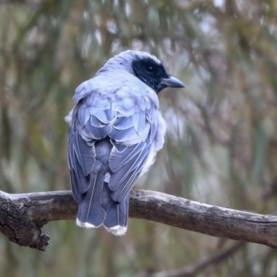 Coracina novaehollandiae (Black-faced Cuckooshrike) at Higgins, ACT - 12 Jan 2020 by AlisonMilton