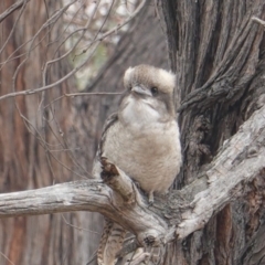 Dacelo novaeguineae (Laughing Kookaburra) at Hughes Grassy Woodland - 12 Jan 2020 by JackyF