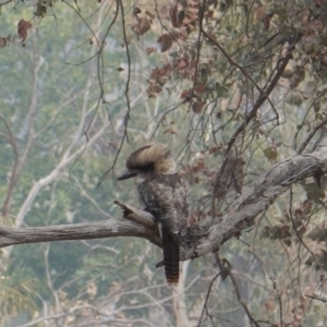 Dacelo novaeguineae at Deakin, ACT - 12 Jan 2020