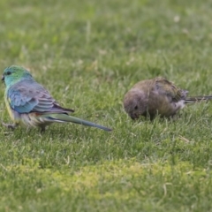 Psephotus haematonotus (Red-rumped Parrot) at Holt, ACT - 12 Jan 2020 by AlisonMilton