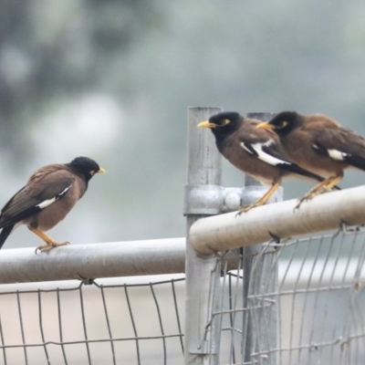 Acridotheres tristis (Common Myna) at Holt, ACT - 11 Jan 2020 by Alison Milton